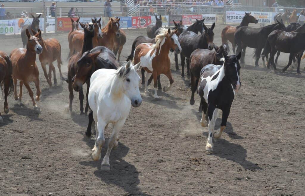 Mule Days in Bishop, California