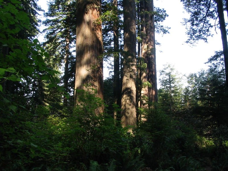 Lady Bird Johnson Grove