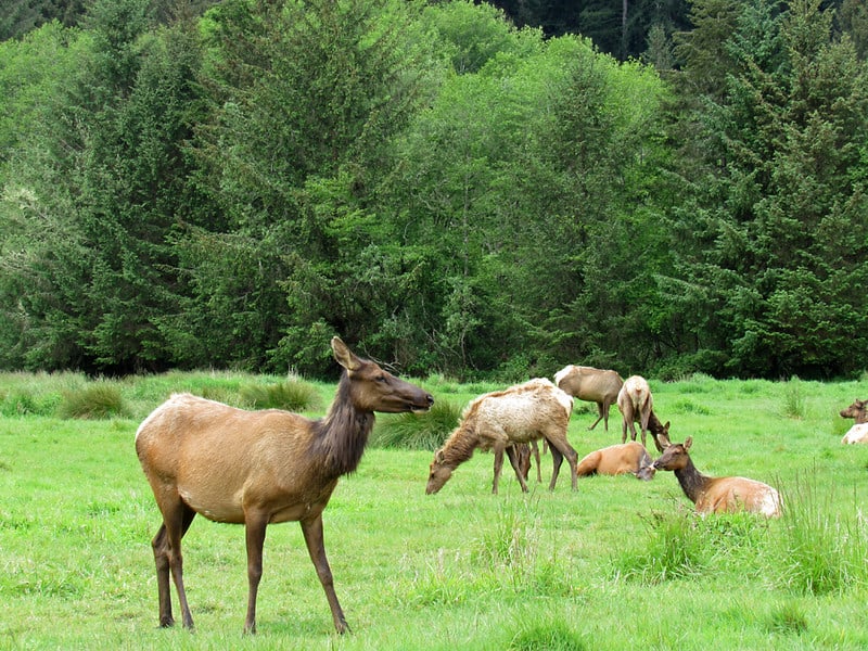 Elk Prairie at Redwood