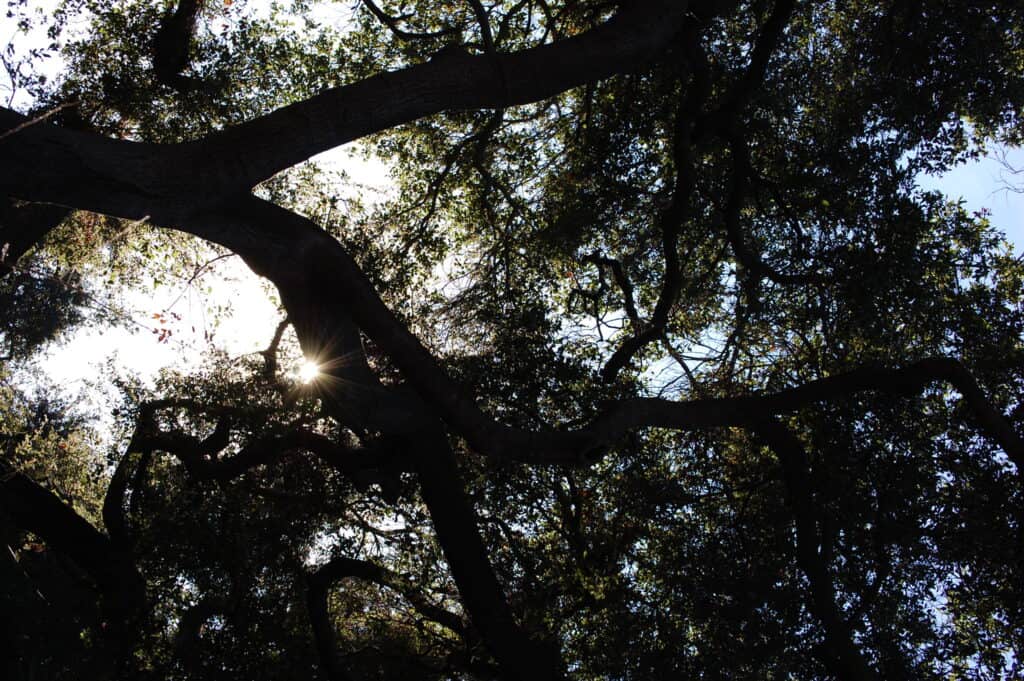 Descano Gardens Trees in California