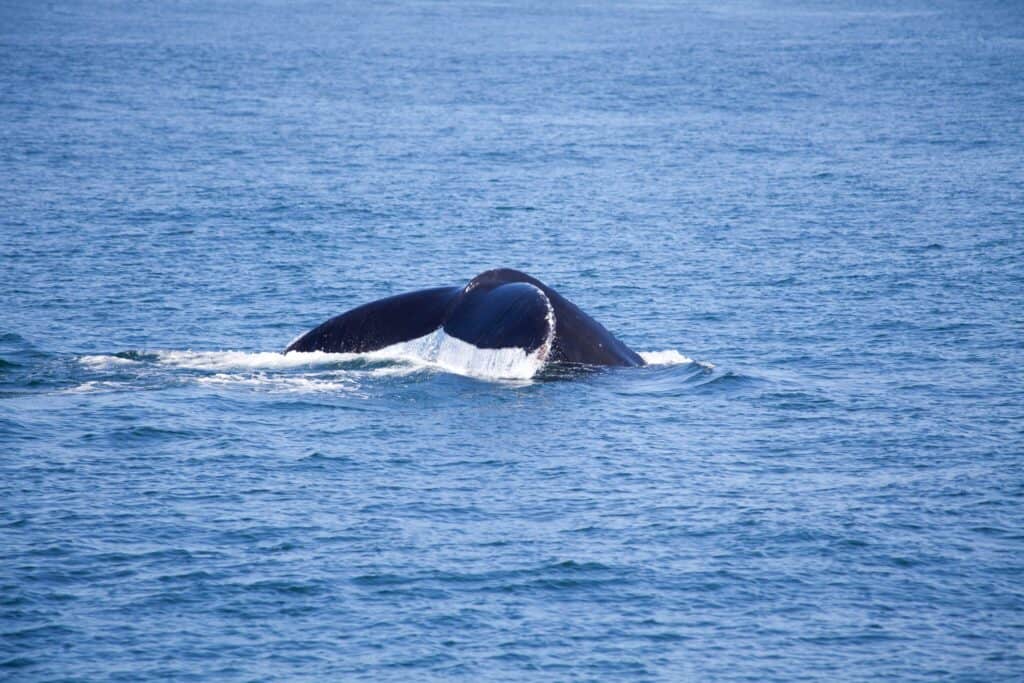 Beautiful whale watching activity in Monterey, California