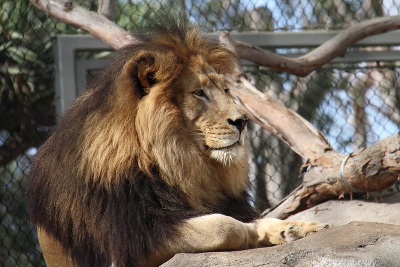 A lion in the San Diego Zoo