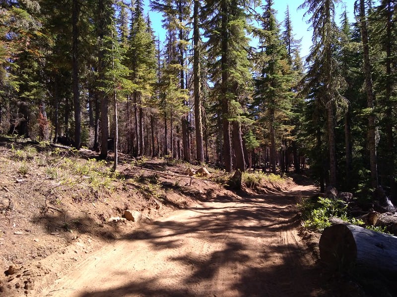 Boy Scout Tree Trail