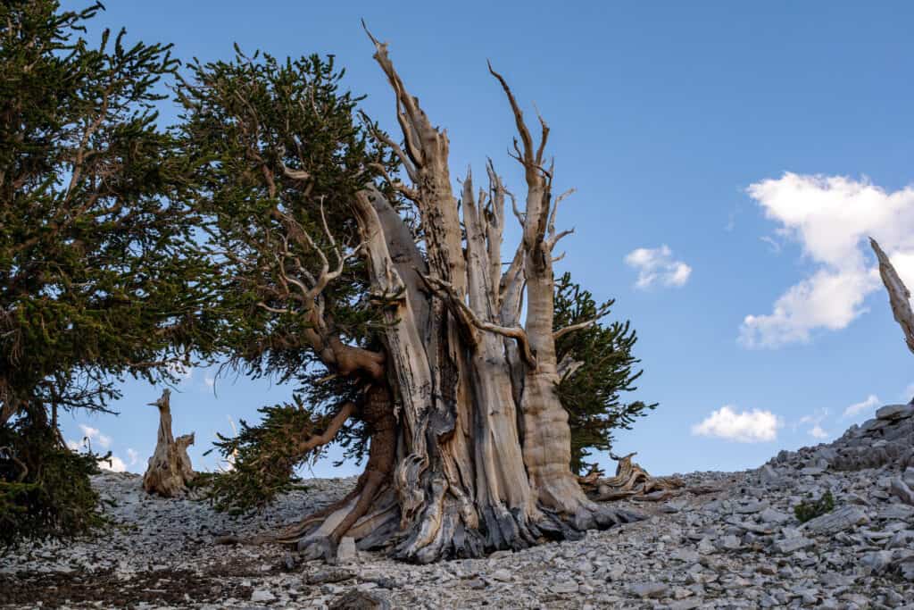 Ancient Bristlecone in Bishop, California