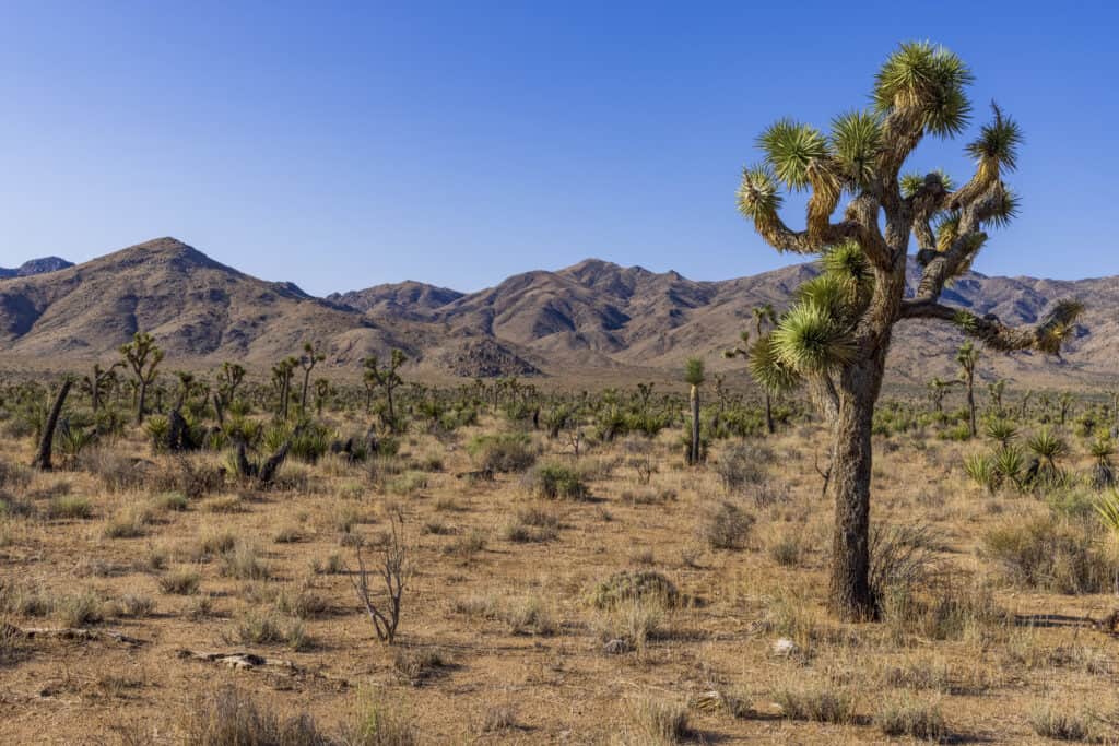 Joshua Tree National Park