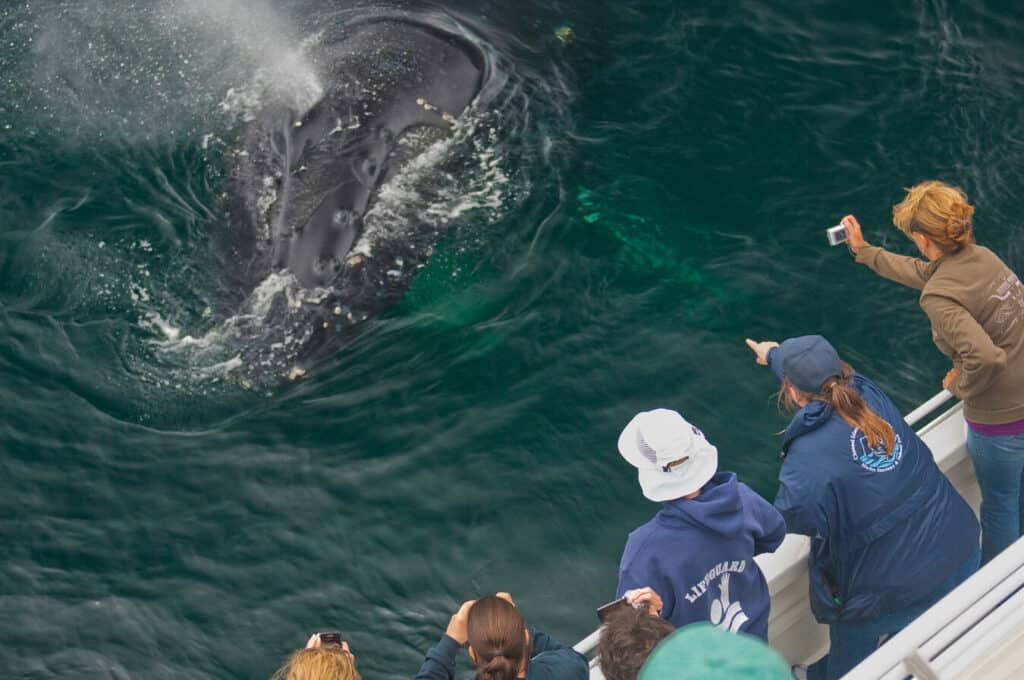 Whale watching experience in Channel Islands