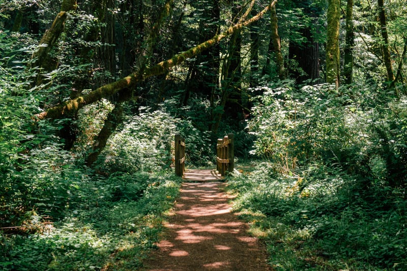 Fern Canyon California, a trail with lots of moss-covered trees and lush greenery