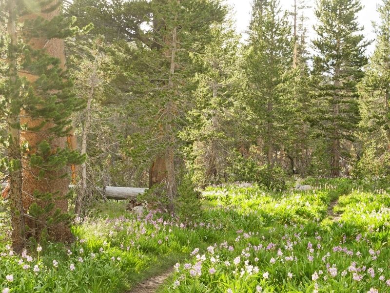 A winding part of the Pacific crest trail going through kings canyon national park in california with grassy meadow and lots of little high alpine wildflowers