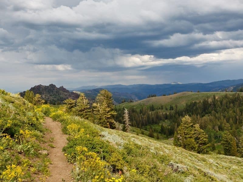 a trail with clouds above and lots of wildflowers and pine trees in the distant rolling hills