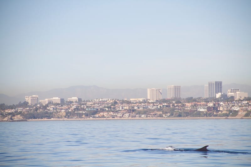 A fin whale is swimming with Los Angeles in the background.