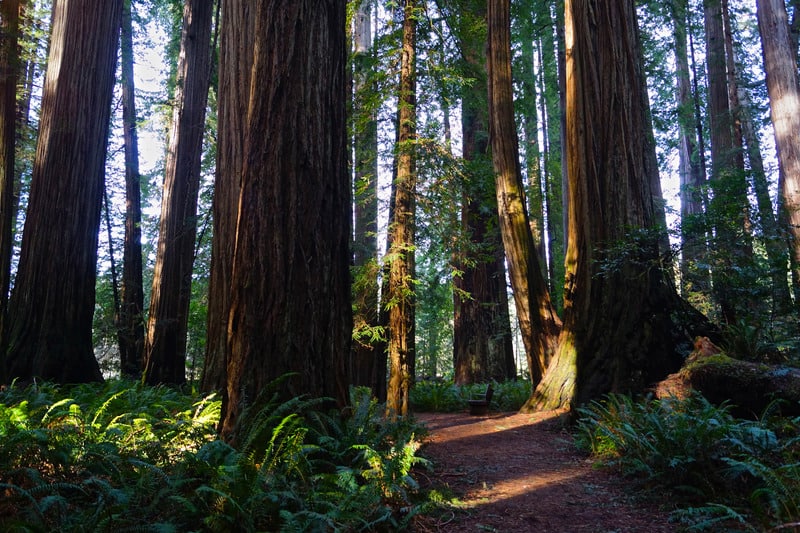 Northwest California's Redwood National Park.