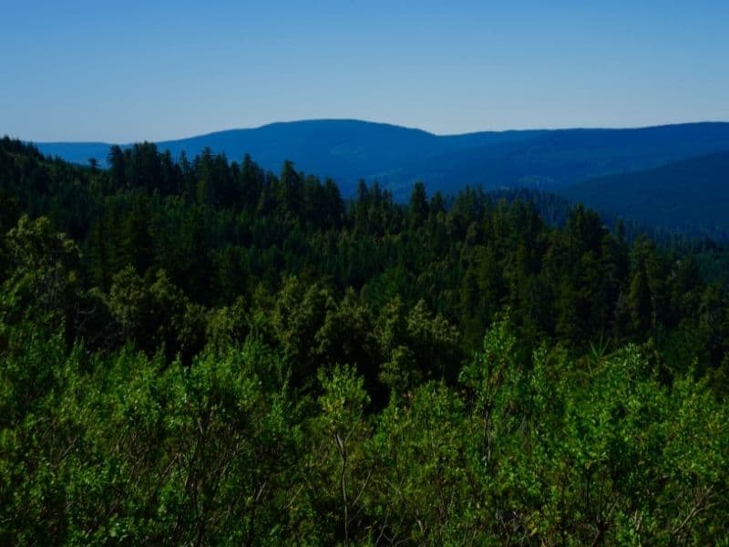 viewpoint at the end of the tall trees grove trail in orick california