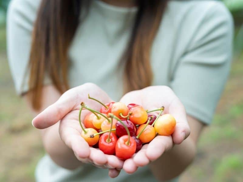 girls hands holding u pick cherries from a farm in lodi