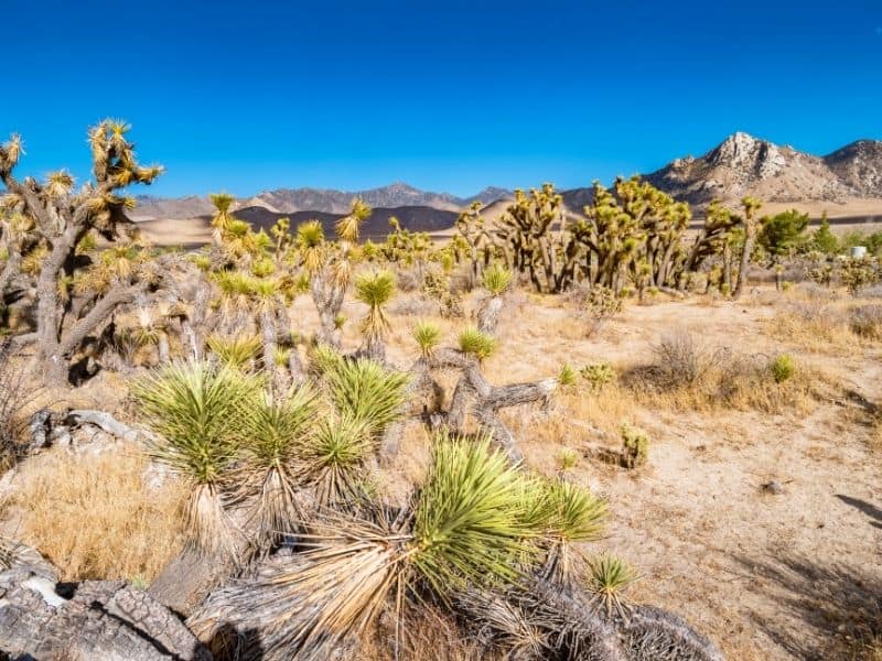 Walker Pass area in southern california, part of the PCT