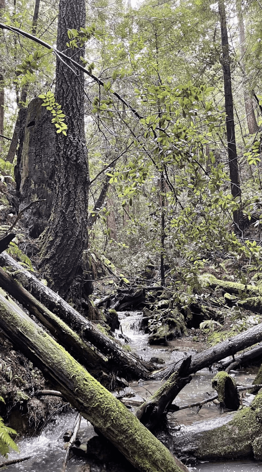 10 Gorgeous Things to Do in Gualala, CA: A Beautiful Stop on Highway 1 ...